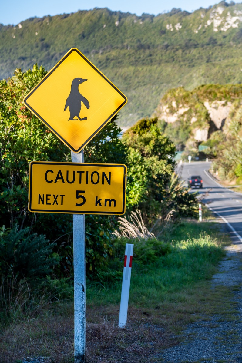 Warning Pinguins, West Coast, New Zealand.